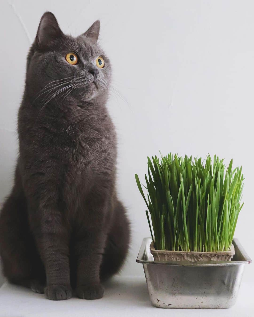 樋口正樹さんのインスタグラム写真 - (樋口正樹Instagram)「Cat Grass 🐈‍⬛ . 猫草を食べているボナさん。 毛の生え変わり時期のため とってもグルグルしながら モリモリ猫草を食べますが、 食べ方がヘタなんですよね。 それがかわいくて仕方ない🤗 . ちなみに食べる前の姿勢は 猫草よりシャッキとしてる。 . . . #みどりの日 #猫草 #猫くさ #ネコ草 #猫草大好き #ブリショ #CatGrass #BritishShorthair」3月14日 19時04分 - higuccini