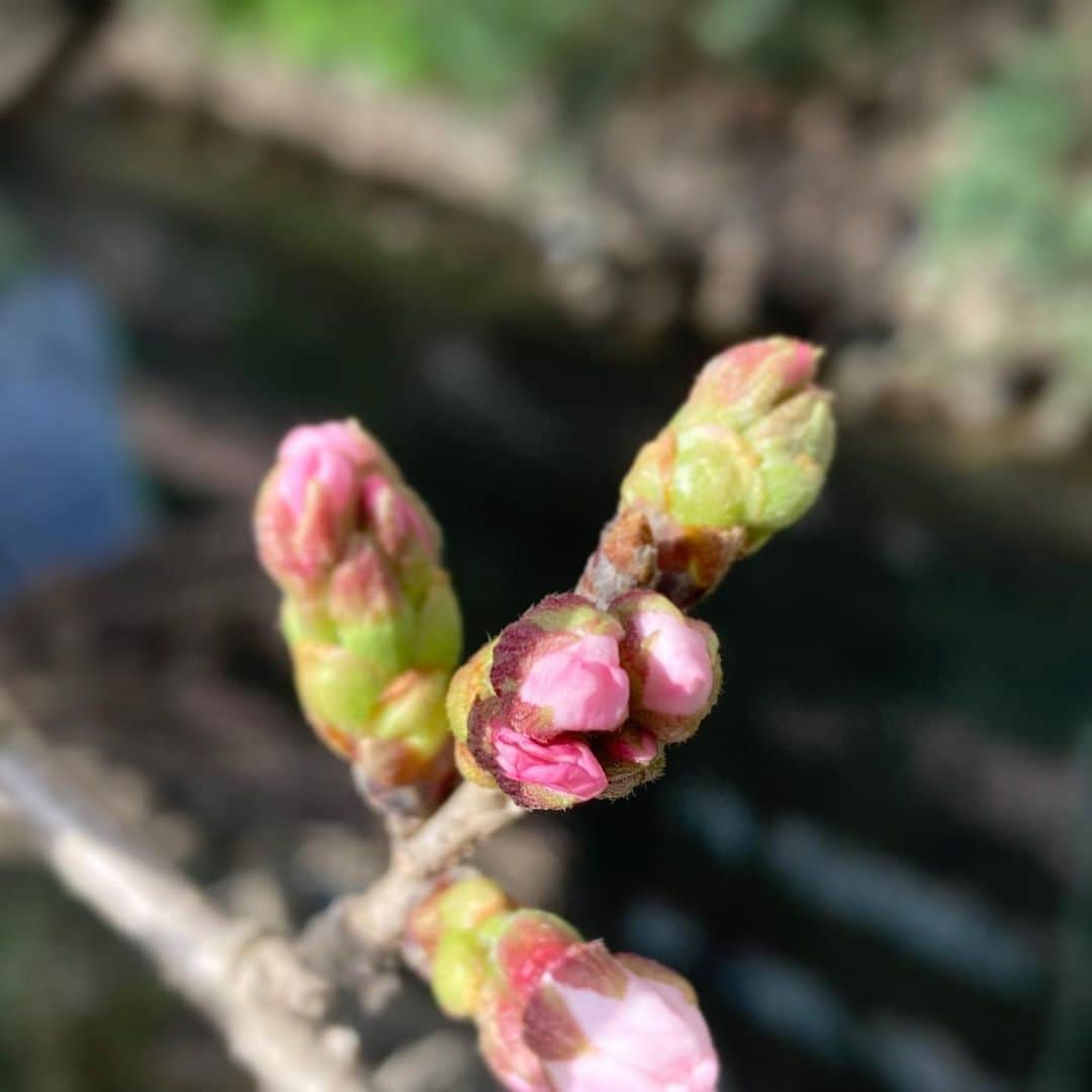 松田洋治のインスタグラム：「もうすぐですね。 入学式までもたないかな？ 幸い、今のところ花粉症がないので歩くのが楽しい季節になってきました。」