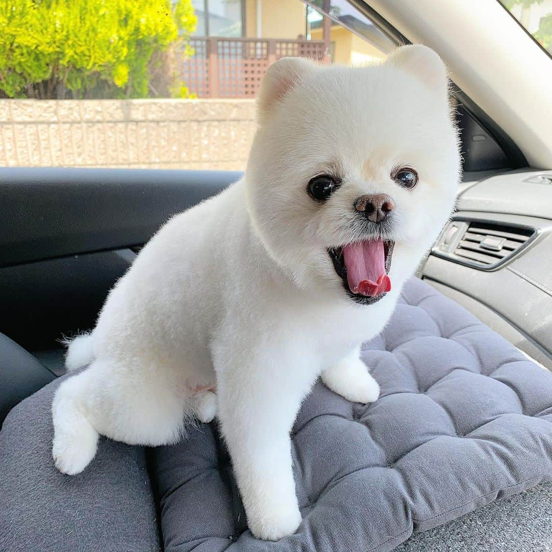 ニコちゃんさんのインスタグラム写真 - (ニコちゃんInstagram)「Yahhoy❣️Happy White Pomeranian‘s Day 🐻‍❄️❤️ #3月14日 #ホワイトデー #正式には #ハッピーホワイトポメラニアンズデー #ポメリズム #ポメラニアン #白ポメ #pomeranian #ありがとう」3月14日 18時06分 - nico_susukita