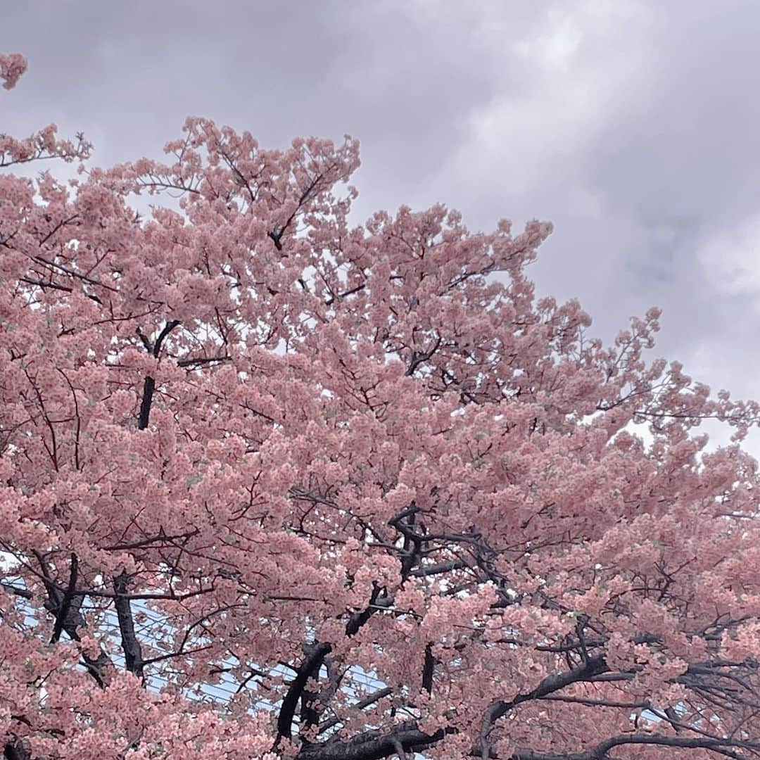 ましゅろ～のインスタグラム：「今年の河津桜も綺麗だった🌸」