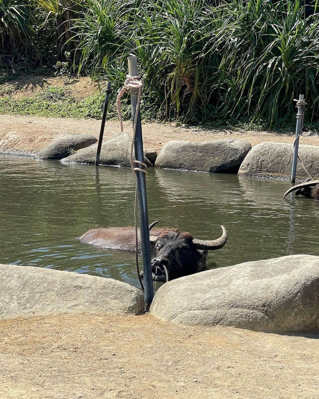 RUUNAさんのインスタグラム写真 - (RUUNAInstagram)「由布島🐮 イリオモテヤマネコには会えなかったけど最高でした🌴 水牛可愛すぎて癒された🫶」3月14日 10時21分 - ruuna_kolme