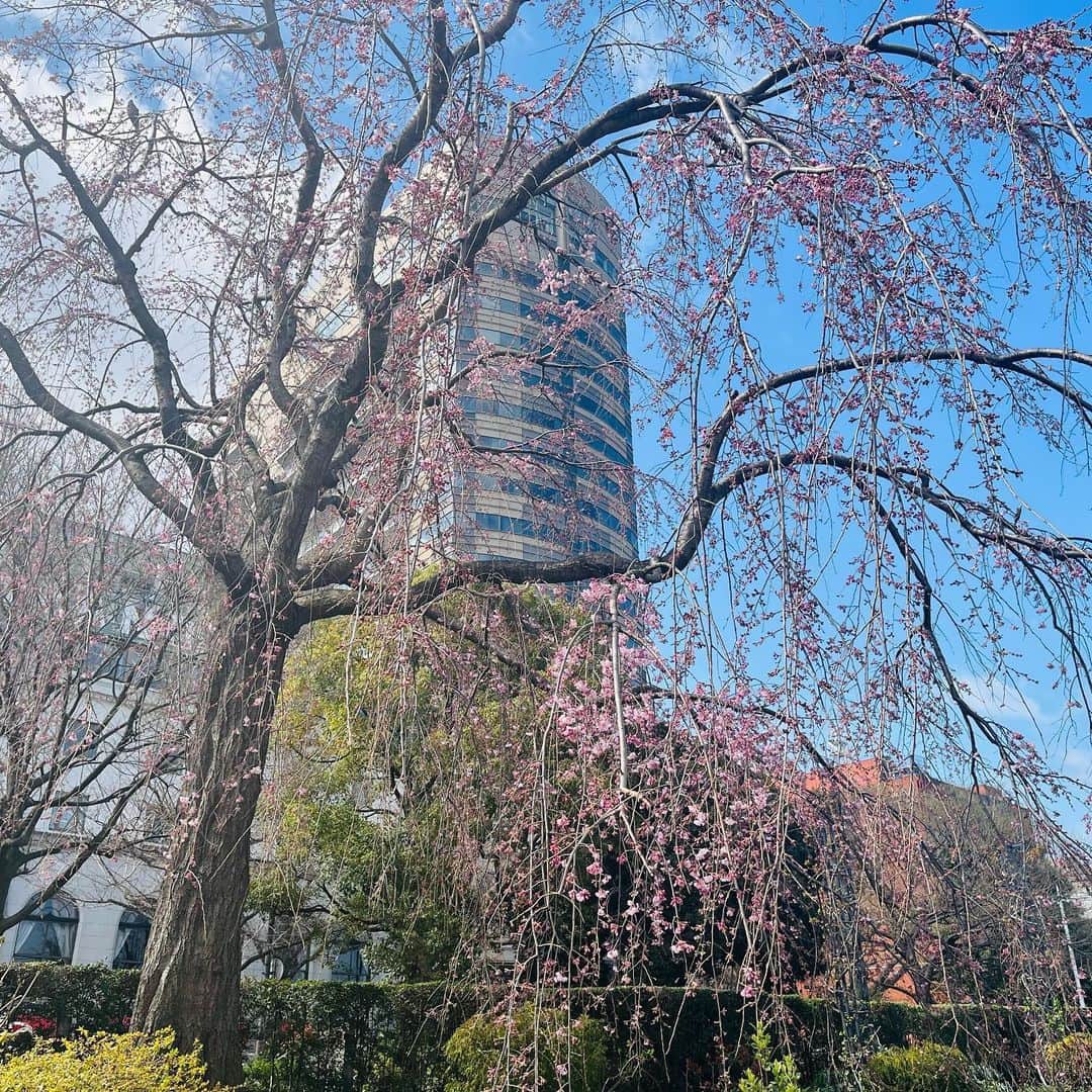 【公式】ホテルニューグランドさんのインスタグラム写真 - (【公式】ホテルニューグランドInstagram)「＊ 先日の投稿時はまだつぼみだった 山下公園の枝垂れ桜が 少しずつですが開花していました🌸   春の訪れを感じ なんだか嬉しくなりました😊   #ホテルニューグランド #横浜 #横浜ホテル #快晴 #青空 #桜 #春 #さくら #枝垂桜 #春の花 #山下公園 #春の訪れ #桜スイーツ #桜色 #開花宣言 #ホワイトデー #hotelnewgrand #yokohama #spring #sakura #flower #flowerstagram」3月14日 12時03分 - hotelnewgrand