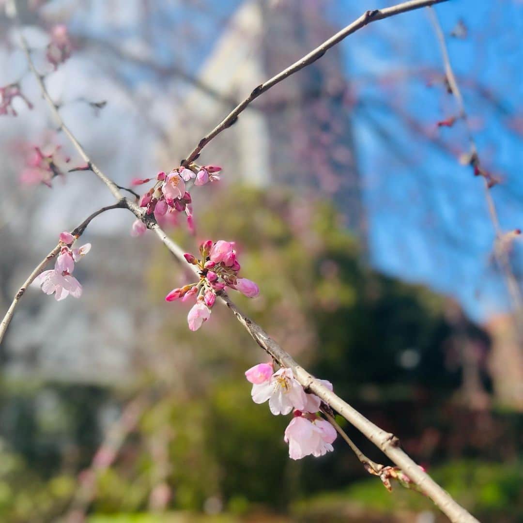 【公式】ホテルニューグランドさんのインスタグラム写真 - (【公式】ホテルニューグランドInstagram)「＊ 先日の投稿時はまだつぼみだった 山下公園の枝垂れ桜が 少しずつですが開花していました🌸   春の訪れを感じ なんだか嬉しくなりました😊   #ホテルニューグランド #横浜 #横浜ホテル #快晴 #青空 #桜 #春 #さくら #枝垂桜 #春の花 #山下公園 #春の訪れ #桜スイーツ #桜色 #開花宣言 #ホワイトデー #hotelnewgrand #yokohama #spring #sakura #flower #flowerstagram」3月14日 12時03分 - hotelnewgrand