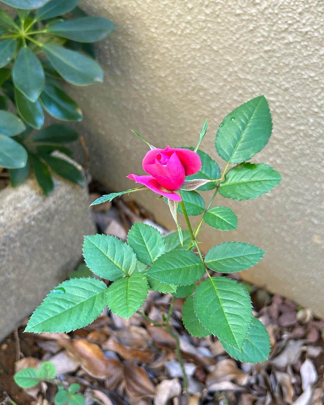 土屋眞弓のインスタグラム：「庭に咲いた奇跡の薔薇🌹  1枚目 12月に一輪だけ咲いて 2枚目 1月、まだ綺麗に咲き続け 3枚目 今日3月14日🌹 こんなに長く咲き続け続けているなんて 奇跡です🌹✨✨✨  #rose」