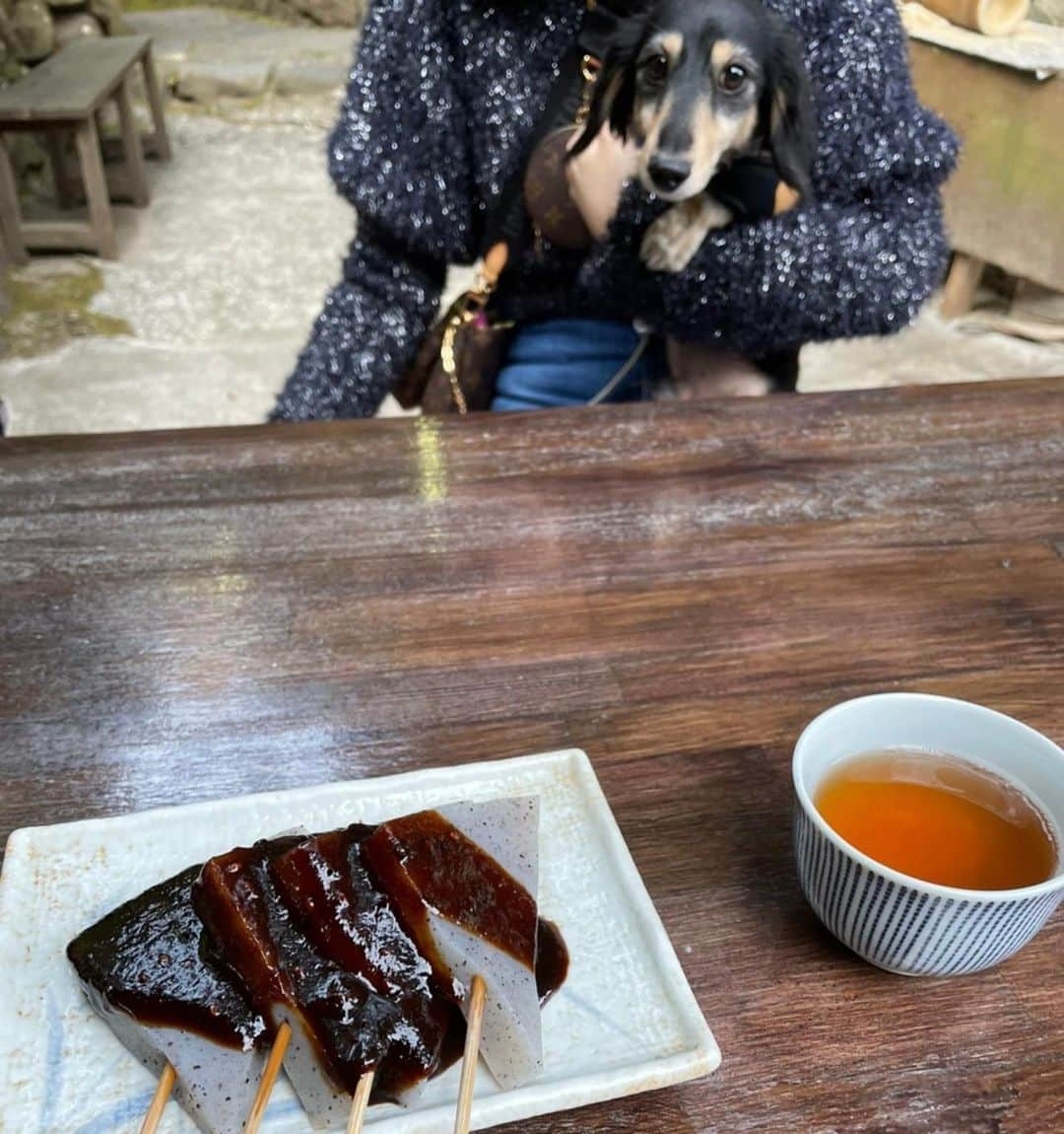 来栖あつこさんのインスタグラム写真 - (来栖あつこInstagram)「ムータナ＆ @hime.yorkie 🐶  今回は、ちょこちょこ ホテルのドッグランも 活用させてもらいました🐶 姫ちゃんめ少し歩いてだよ😂  お茶屋さんに向かう途中のぴょんぴょん走るムー、かわゆいなぁ🐶🥰  #ムーちゃん #ムシャ  #dog  #ダックスフント #ダックスフンド #dackshund  #犬 #狗 #개 #Hund #cane #chien  #miniaturedachshund  #ミニチュアダックスフンド  #ミニチュアダックスフント  #instapets #dogstagram  #ヨークシャーテリア #yorkie #yorkshireterrier」3月14日 13時10分 - atsukokurusu