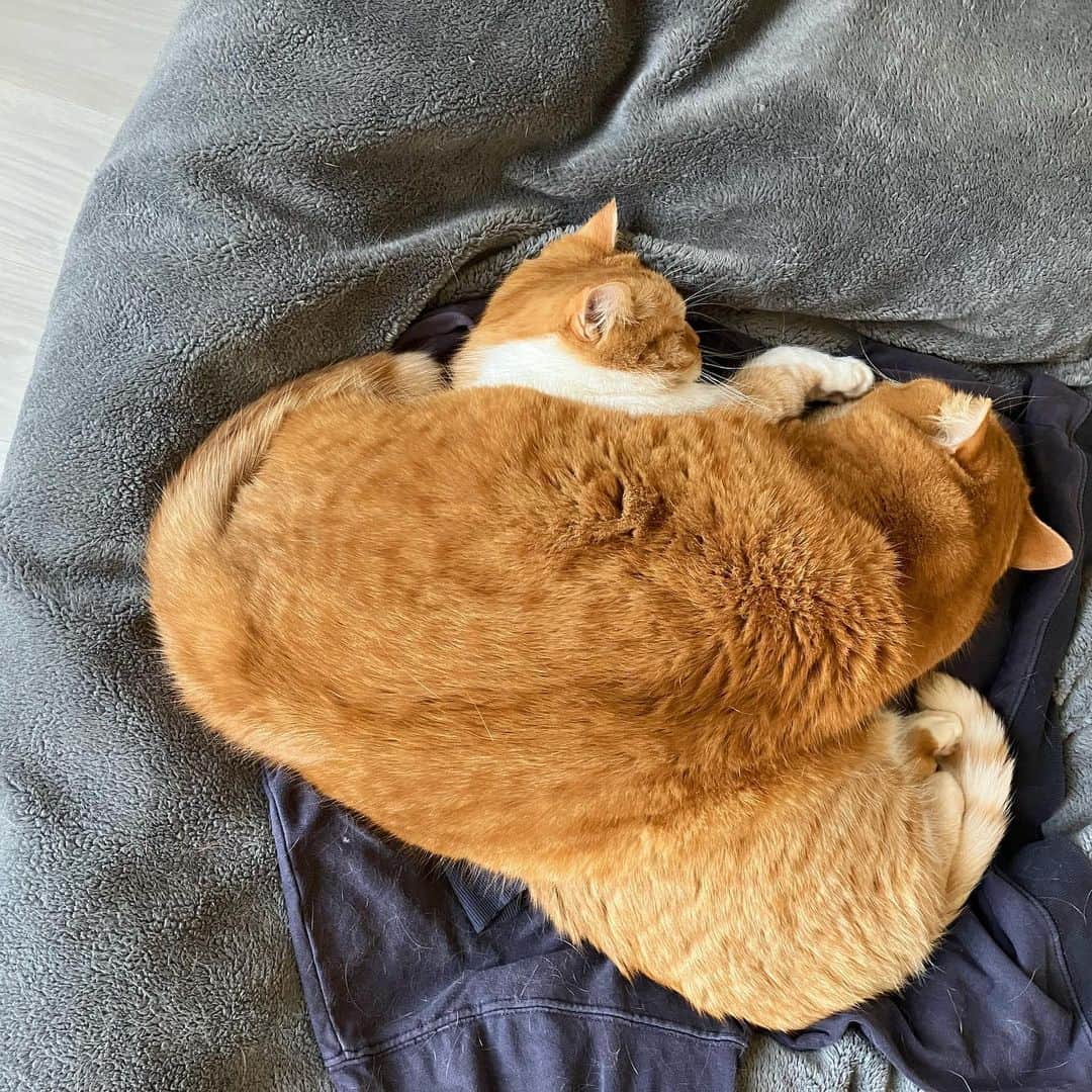 のインスタグラム：「肌寒い。ありがた迷惑な優しさ。 ・ ・ ・ #まめたち #🐈」