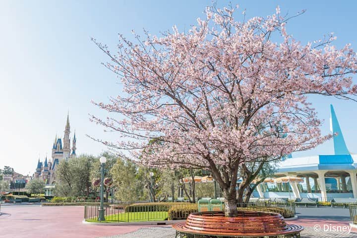 月刊ディズニーファン【公式】さんのインスタグラム写真 - (月刊ディズニーファン【公式】Instagram)「春のパークで桜めぐりを楽しもう🌸   2月〜4月にかけて、２つのパークでは様々な桜🌸が咲いているよ❣️ #ディズニーファン４月号 📖では、両パークのとっておき桜スポットを紹介🌷 その中からピックアップした　　素敵な写真をお届けするね💕 ※写真は過去に撮影されたものです。   🌸#東京ディズニーランド 🌸 📷#プラザテラス ：#ソメイヨシノ #シンデレラ城 と一緒に眺められるスペシャルな場所🌟   📷#トゥーンタウン ：#カワヅザクラ 「#ミニーの家 」のピンク色と桜がマッチしてとってもラブリー💖   🌸#東京ディズニーシー 🌸 📷#メディテレーニアンハーバー：カワヅザクラ 「#ソアリン ：ファンタスティック・フライト」近くに咲く桜は、まるでゲストを歓迎しているかのよう✨   📷#ピクニックエリア ：#オオシマザクラ 満開になると桜のトンネルみたいに💗 パークならではのお花見を楽しんで🍡     #ディズニーファン4月号 に掲載の記事は、2023年2月9日時点の情報に基づいています。掲載した情報は、予告なく内容が変更、中止になる場合があります。  各情報の最新状況につきましては、誌面に掲載のお問い合わせ先にお問い合わせください。  東京ディズニーリゾートに関する情報は、 東京ディズニーリゾート・インフォメーションセンター 電話0570-00-8632　受付時間：10:00-15:00 （年中無休） （一部のIP電話・国際電話の方は045-330-5211）にお問い合わせください。  読者の皆様にはご迷惑をおかけいたしますが、何とぞご了承いただけますよう、お願い申し上げます。    #ディズニーファン #月刊ディズニーファン #disneyfan #ディズニー公式情報誌 #disney #ディズニー #disneyphoto #tokyodisneyresort#東京ディズニーリゾート #tokyodisneysea#tokyodisneyland#お花見」3月14日 14時12分 - dfan_mag_official