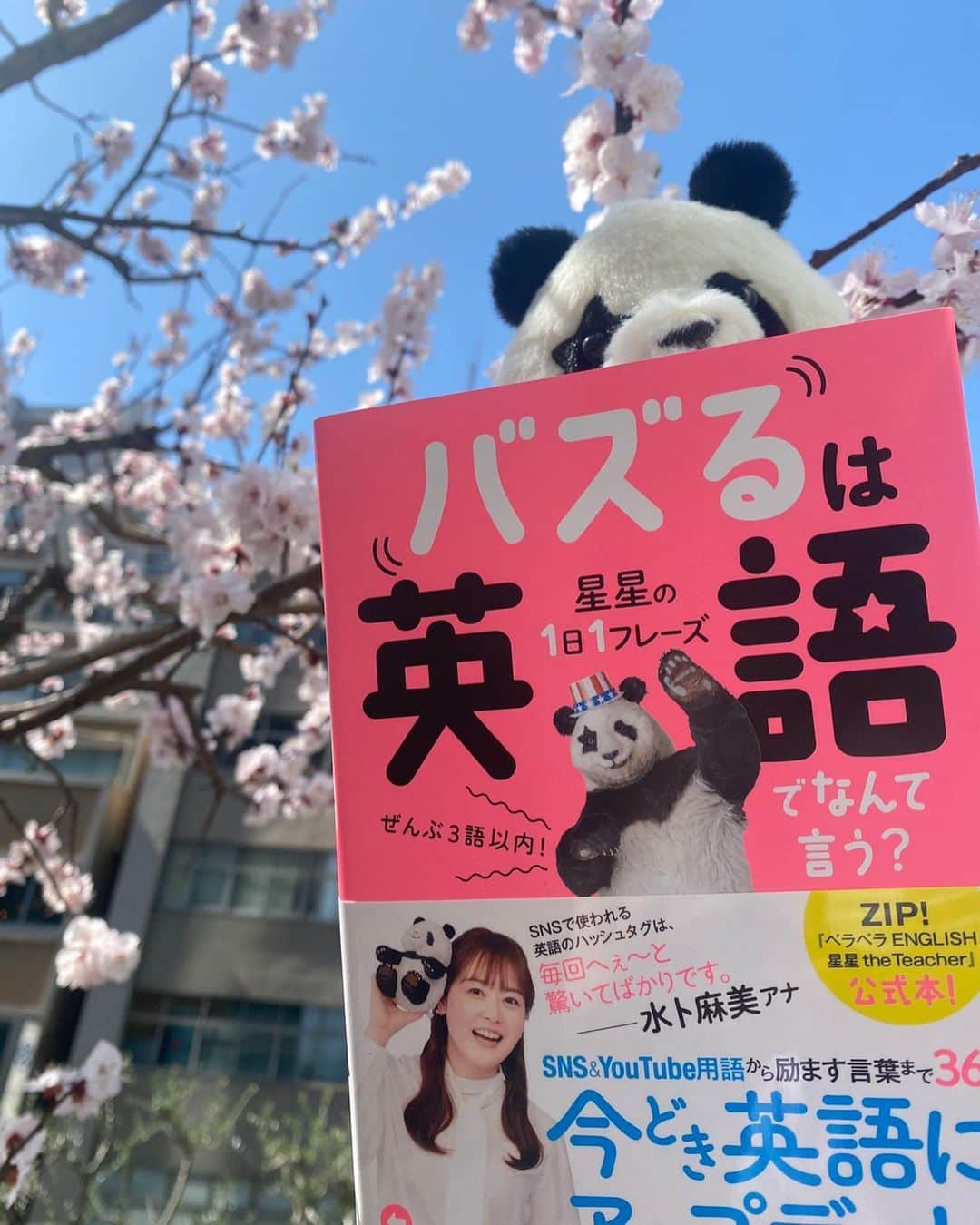 星星（セイセイ）のインスタグラム：「🐼📕🐼 #星星からのお知らせ  なんと...‼️ 星星の本、また作っちゃいました〜🐼 「星星の1日1フレーズ バズるは英語でなんて言う？」3月16日発売です🐼🙌  桜🌸に負けないくらいの 可愛いピンク色が目印です🤩❣️  これでみんなもベラベラ〜🐼 #買ってね #買うよね？  #星星 #パンダ #panda #pandagram #パンダ好きな人と繋がりたい #ZIP!」