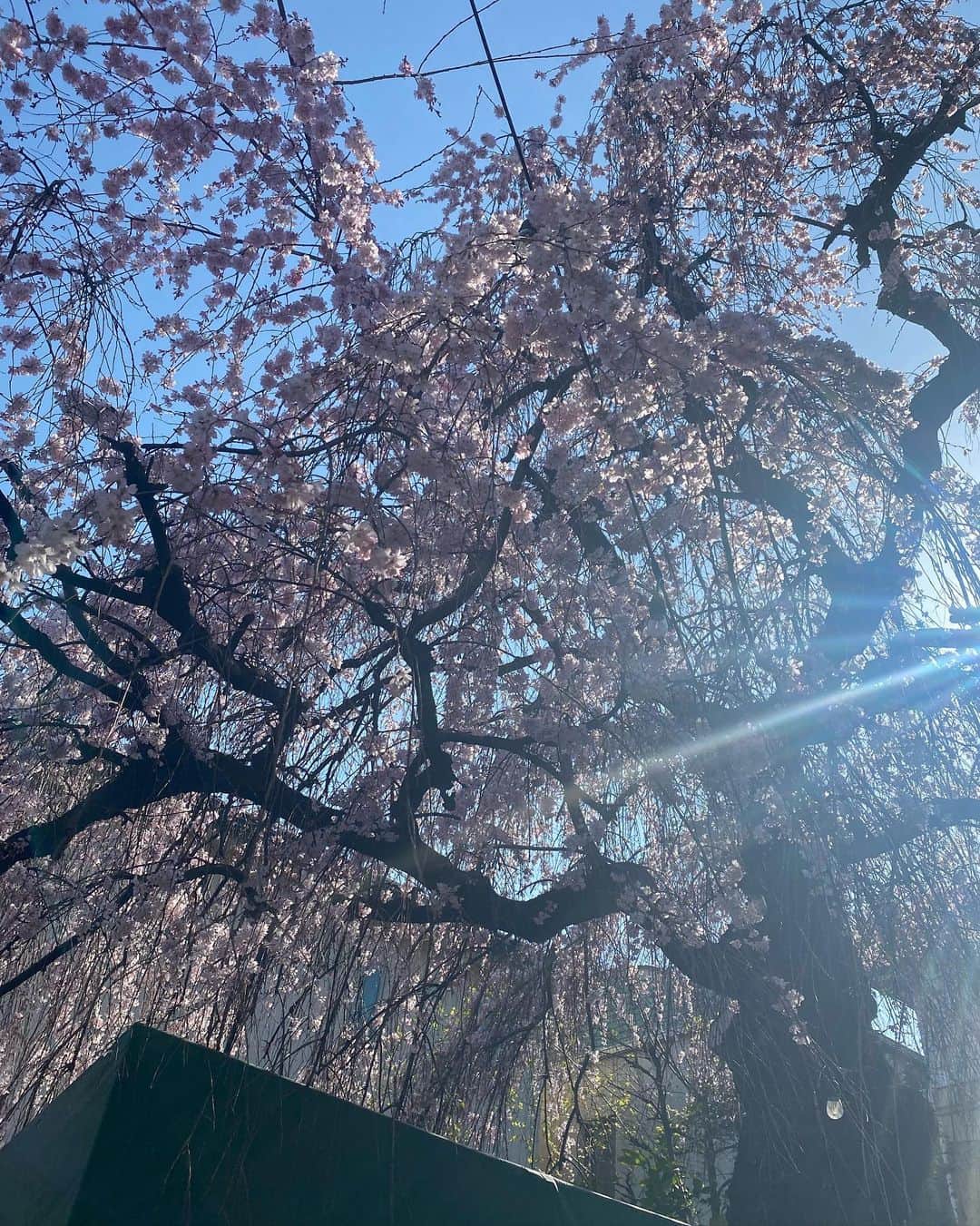 北澤豪さんのインスタグラム写真 - (北澤豪Instagram)「桜満開🌸！  春だっ！🌸 皆さん頑張ろー💪  #枝垂桜」3月14日 15時02分 - tsuyoshi_kitazawa_official