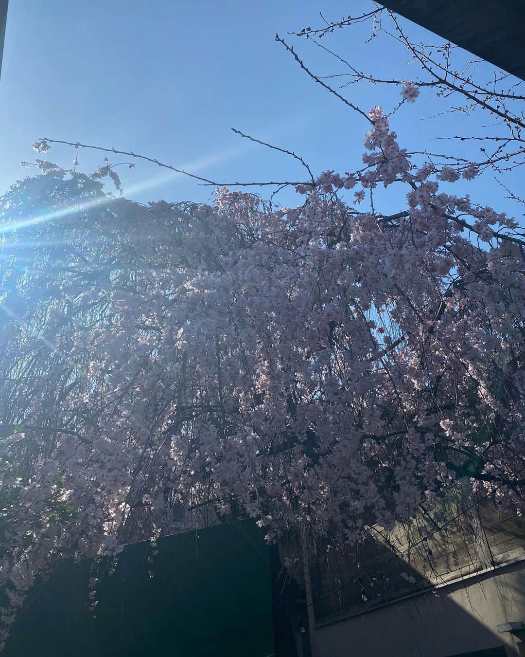 北澤豪さんのインスタグラム写真 - (北澤豪Instagram)「桜満開🌸！  春だっ！🌸 皆さん頑張ろー💪  #枝垂桜」3月14日 15時02分 - tsuyoshi_kitazawa_official