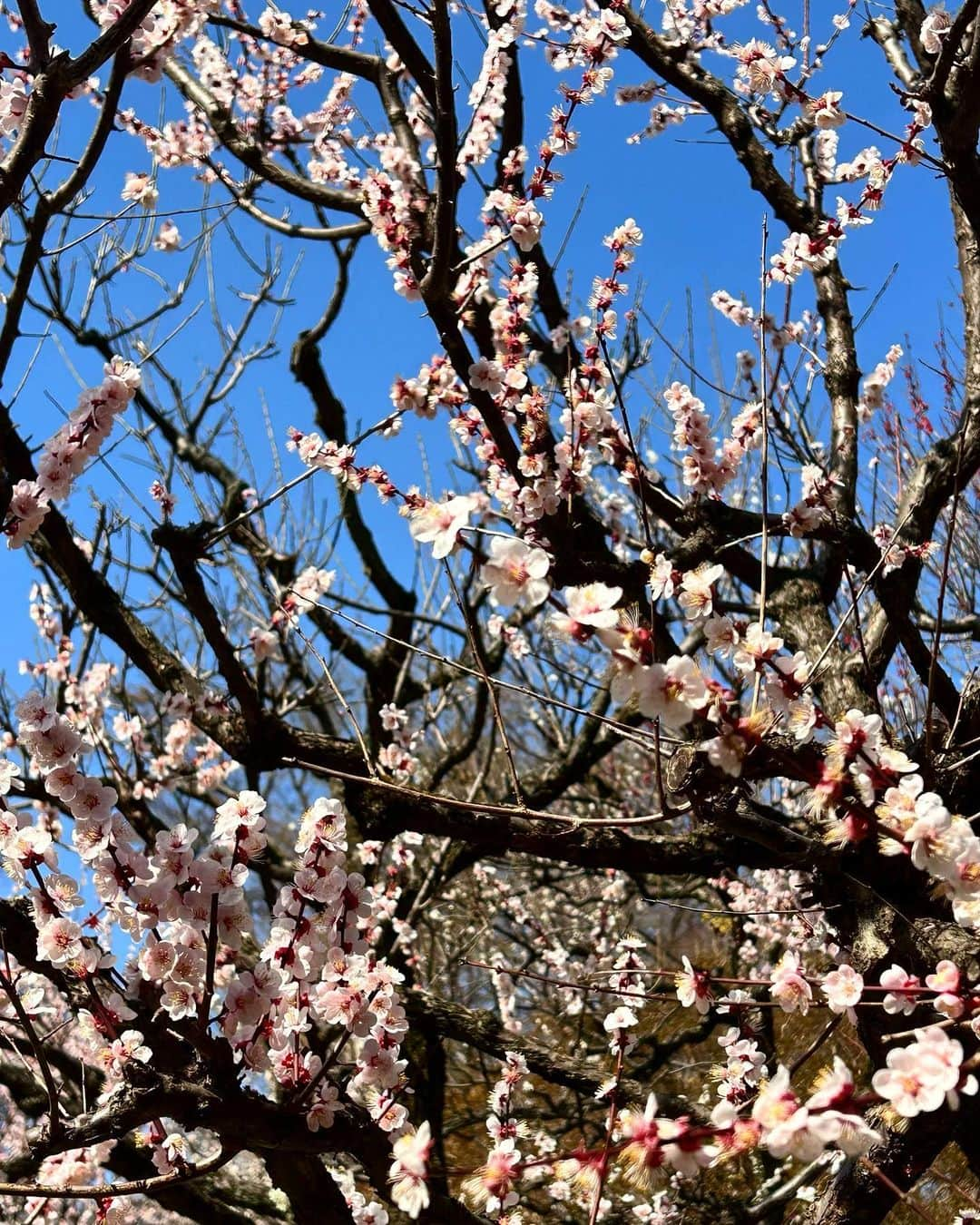 門脇佳奈子のインスタグラム：「桜が咲き始めましたね🌸  皆様、花粉は大丈夫でしょうか？ 私は今年も苦しめられています🥲  くしゃみ・鼻詰まり・目の痒み。。 フルコースです🥲🥲🥲  そろそろ限界だったので、病院に行こうかと思いましたが時間が合わなくてオンライン診療を初めて受けて、保険診療でお薬も処方してもらいました🥹🏥  一撃で全ての花粉症の悩みがなくなり、もっと早く相談すればよかった😑 季節の変わり目は必ず肌が荒れるのでお肌の薬も処方してもらいました💊  薬の袋に分かりやすく1日3回、1回1錠って書いてあるけど。 1日3回1錠で良いよね。 書き終わった後に気づいて、薬飲むたびに思っています。。」