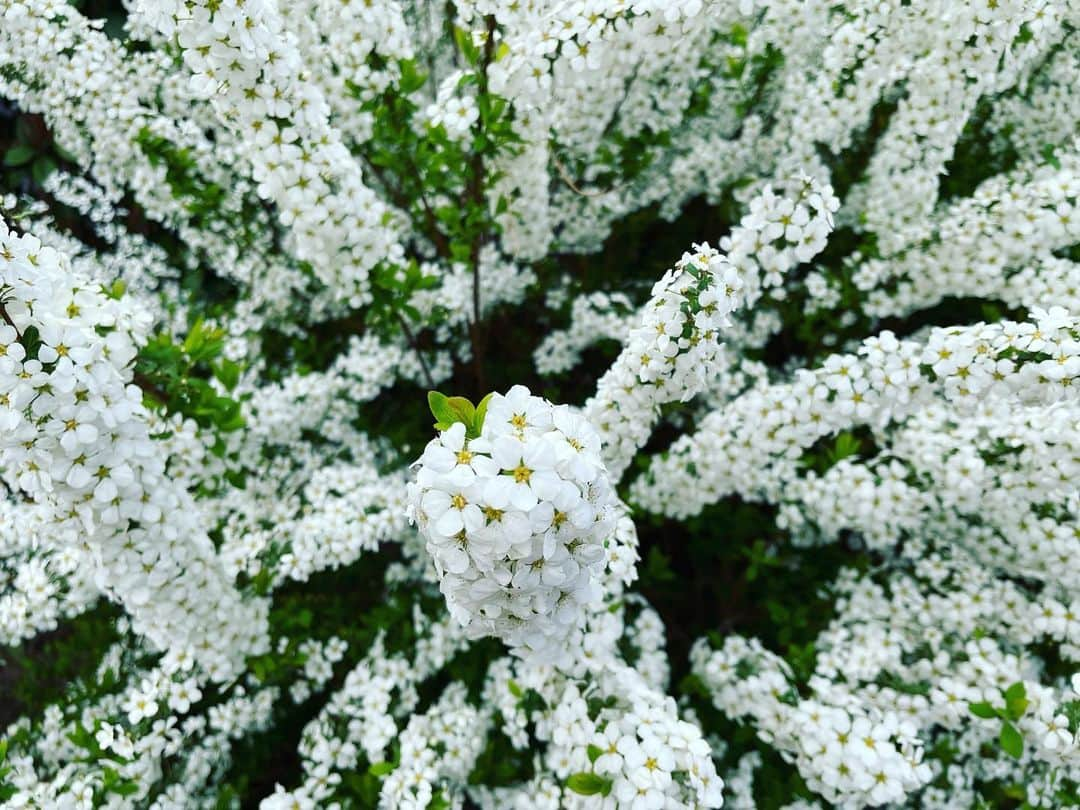 加納有沙さんのインスタグラム写真 - (加納有沙Instagram)「どうぞ気ままにゆきやなぎ。」3月14日 17時07分 - alissakano