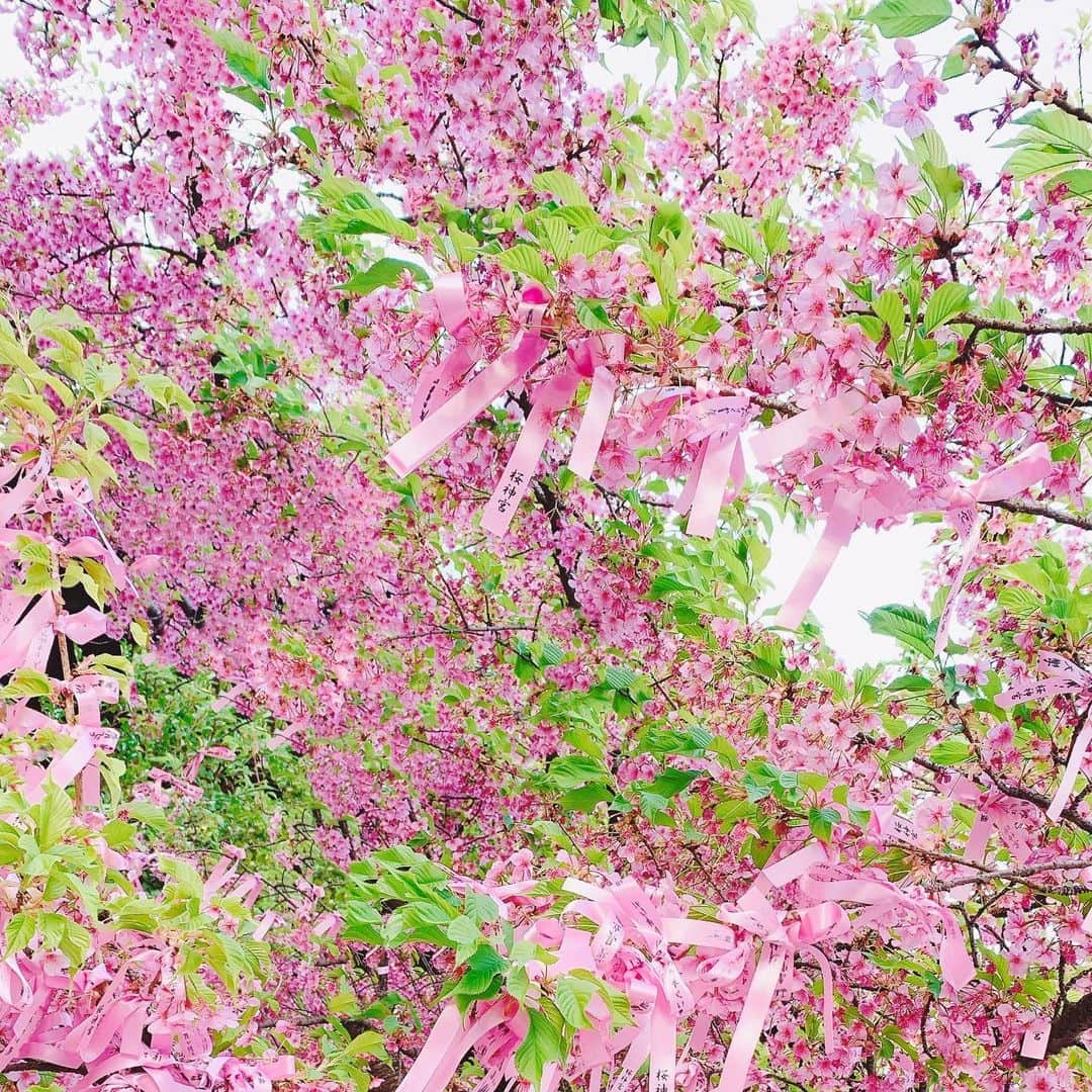 穐田和恵さんのインスタグラム写真 - (穐田和恵Instagram)「桜神宮🌸🌸🌸  #桜 #桜神宮」3月14日 17時25分 - kazue.akita