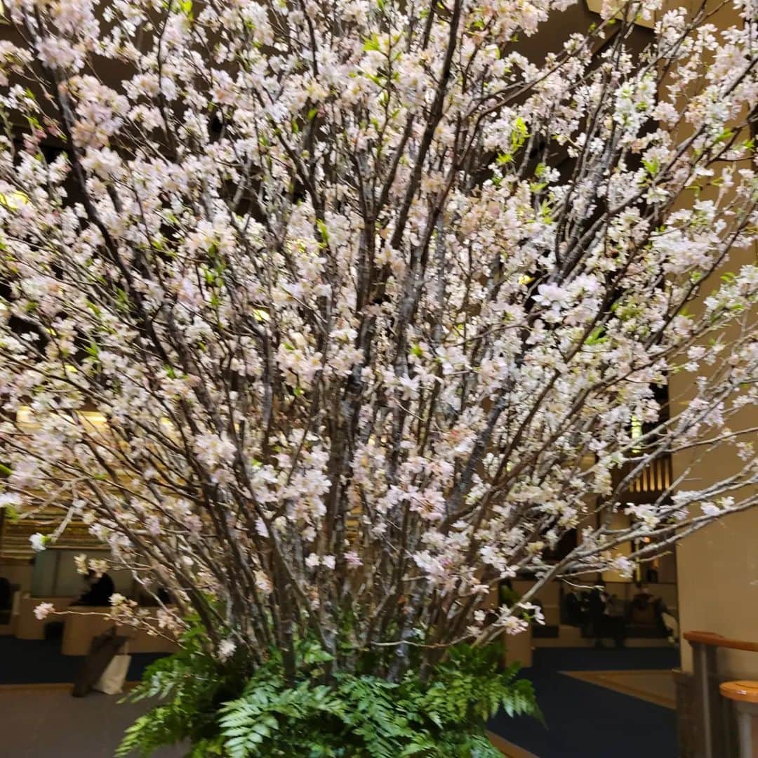 今藤霧子さんのインスタグラム写真 - (今藤霧子Instagram)「桜シーズン Sakura🌸season is coming」3月14日 17時26分 - kiriko.imafuji