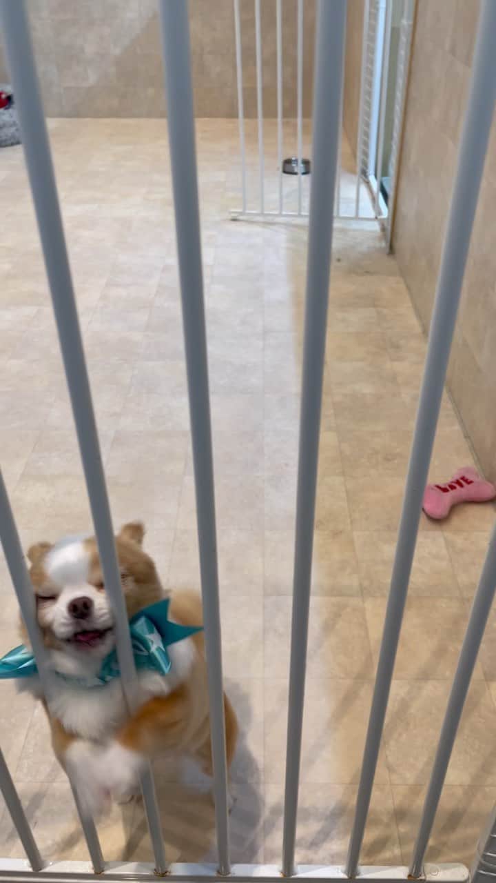 玉ねぎ戦士のインスタグラム：「⁑  早くぼくを抱きしめるでしゅ🐶  #hugme」