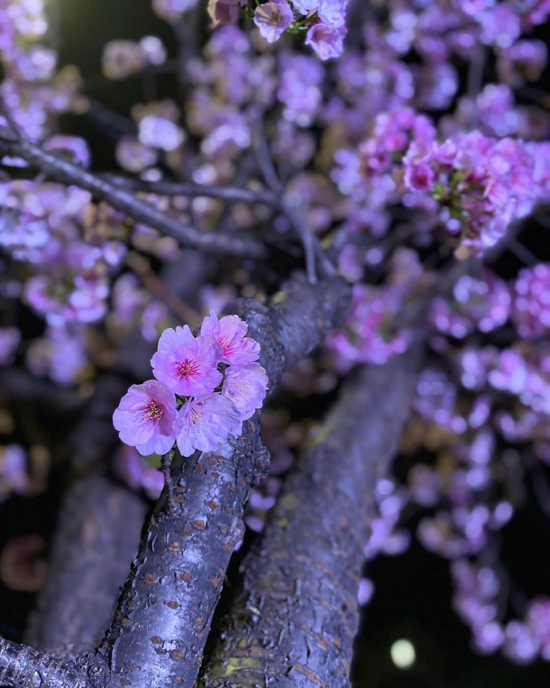 島津咲苗さんのインスタグラム写真 - (島津咲苗Instagram)「桜の開花発表もうすぐかな。 修作さんの言う通り木曜日かな。  こちらは早咲きの桜 #オオカンザクラ 可憐ですね〜〜〜ホッ☺️」3月14日 19時36分 - sanae_shimazu