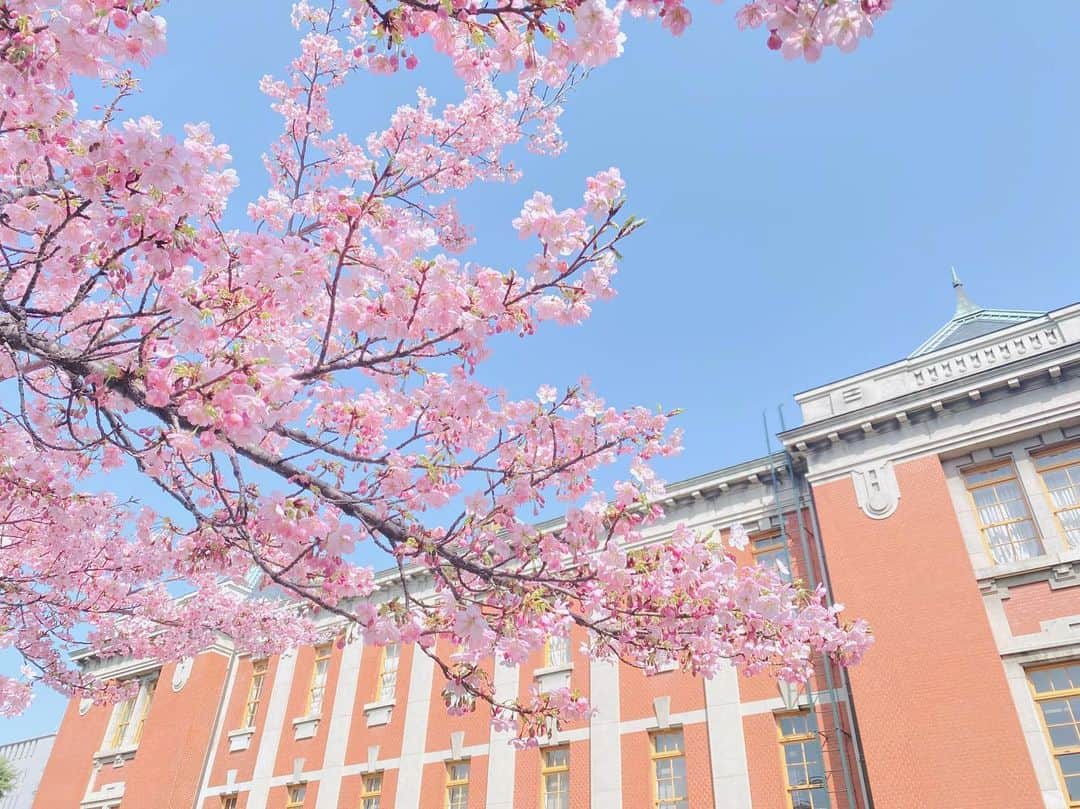 犬塚志乃さんのインスタグラム写真 - (犬塚志乃Instagram)「・ お花見の季節ですね🌸🍡  先週末、名古屋市政資料館の桜が ほぼ満開かなぁ？ってくらい 綺麗に咲いていて春を感じてきました☺️🌸  これから綺麗に咲き始めるスポットも 沢山あるので楽しみです🍡  名古屋だと鶴舞公園 豊橋だと向山公園が お花見スポットとしては有名かなぁ✨ ・ ・ ・ #お花見 #桜 #お花見スポット #花見スポット #花見 #愛知 #名古屋 #豊橋 #おでかけスポット #おでかけ情報 #名古屋おでかけ #名古屋市政資料館 #お花見シーズン #四季 #桜開花 #桜開花情報 #チェリーブロッサム #名古屋散歩 #cherryblossom #japan #flowers #nagoya #instadaily」3月14日 19時39分 - inuaya_42