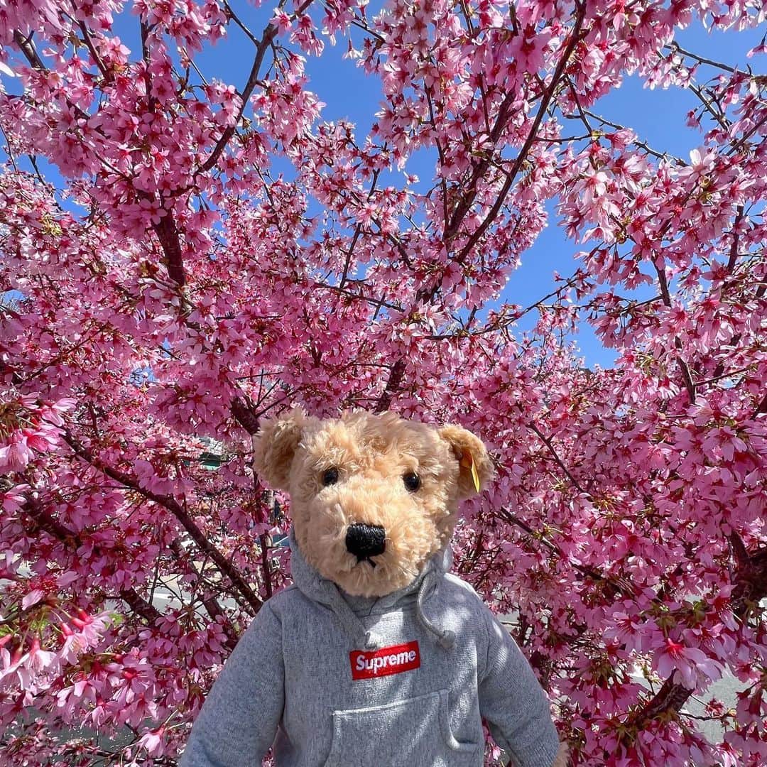 Supreme Mihoさんのインスタグラム写真 - (Supreme MihoInstagram)「🌸🌸🌸 ✩ "Cherry Blossoms" ✩ #supreme #cherryblossom #シュプリーム」3月14日 19時53分 - miho_umeboshi