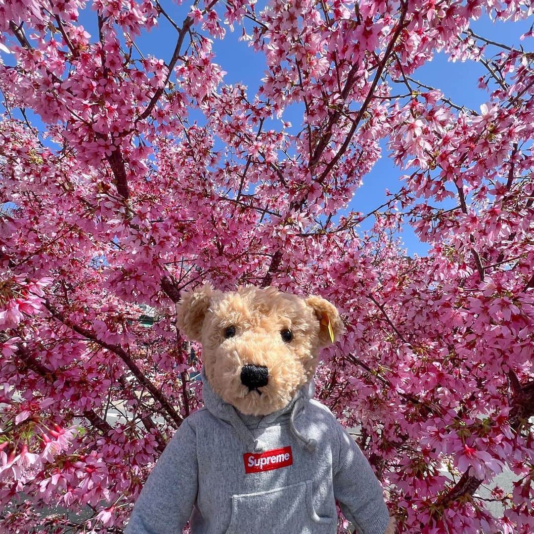 Supreme Mihoのインスタグラム：「🌸🌸🌸 ✩ "Cherry Blossoms" ✩ #supreme #cherryblossom #シュプリーム」