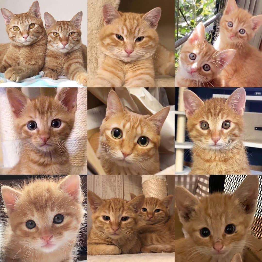 marimon0703__のインスタグラム：「茶トラ🧡 2匹載せ忘れたので投稿し直しました😊  #ご縁に感謝  #茶トラ#茶とら#orangetabby  #cat#catstagram #instacat #catsofinstagram #catoftheday #lovecats #instagramcats #instagram #kitty#cat_features#cutepetclub #weeklyfluff #子猫#にゃんこ#ねこ#ねこ部#猫#ネコ#ふわもこ部#ペコねこ部#保護猫を家族に #保護猫と暮らす」