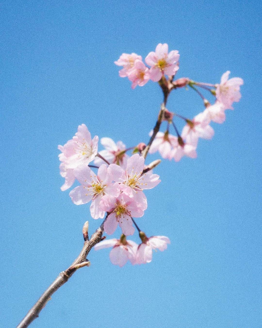 武居詩織のインスタグラム：「庭の桜が咲いた。  切り枝の桜を買ってきたのは昨年のこと。 とても生命力に溢れていてすぐに葉が出てきたので、そのまま花瓶に生けて愉しんでいたらなんと根まで出てきた。  試しに鉢に植え替えてみたらあれよあれよという間に葉を茂らせて、ついには蕾まで。  昨年は白に近い薄桃色だったのに、今年は品種が変わったのかと思うくらいに濃密な色へ。きっと少ない花たちの中にぎゅっと力が詰まっているのかな。 切り枝だったから細長くて控えめな出立ちだけれど、可憐でとても愛おしい。  こうしてあっという間にお庭に春がやってきた。 昨年はまだ植物たちも少なかったので、賑やかな春を迎えるのは初めて。 私の家は大家さんが可愛いガーデニングをしていて、共有部には四季折々の花たちがたえず咲き続けている。 育ててみると何気ない街の植物たちにより目がいく。それぞれの花の時期は短いのに、移り変わるように花が愉しめるようになっている。 私のお庭もそんな風にしたい。  ミモザも桜もあと少しだろうか。今年は本当に早い。 次はモッコウバラが咲くのが楽しみ。 昨年散り際に買ってきて、ベランダに面したキッチンの窓にそわせた。 冬は全て葉が落ちてしまったけれど、近ごろの暖かさで花芽がにょきにょきと。 お庭の中では去年よりいちばん大きく育ったモッコウバラ。 きっともこもこの可愛い花たちをたくさん咲かせてくれるはず。  たくさんの植物たちに囲まれた日々は、家にいるだけでとても幸せな気持ちにさせてくれる。 秘密の場所が増えたみたいに。」