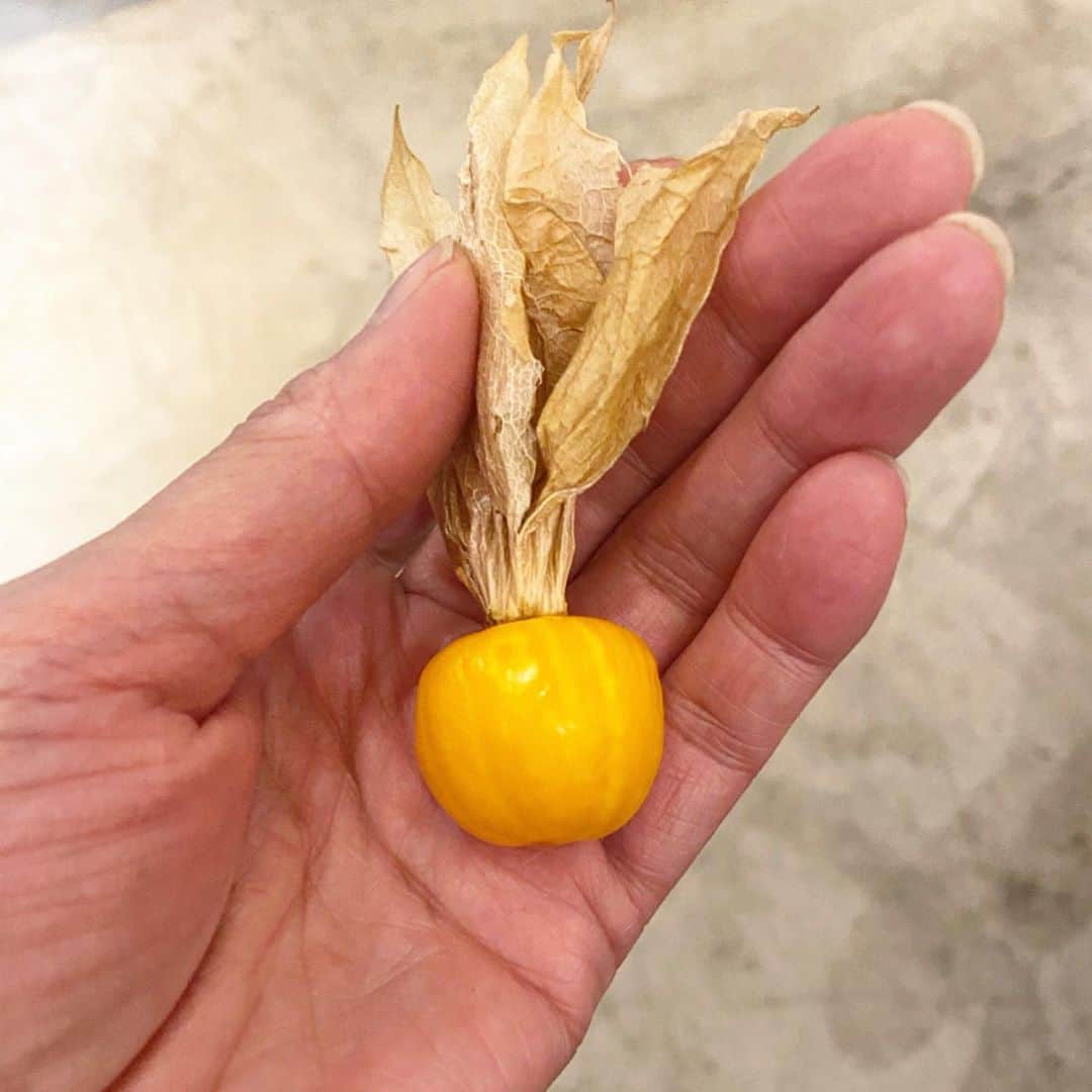板谷由夏 のインスタグラム：「初物。大好きなほおずき。 東向いて笑ったよ。季節が変わる。 わたしも変わりたい。　 少しだけでも。」