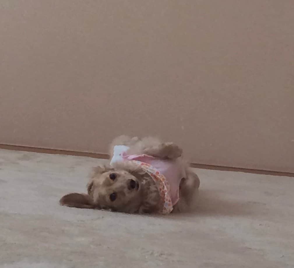 山内祐奈のインスタグラム：「🐕🐾🐾🐾 私よりアイドル」