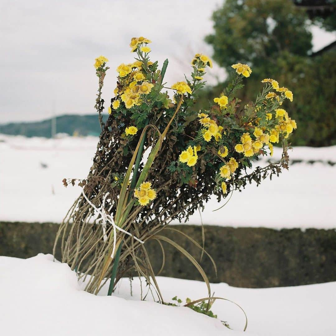 kazuyukikawaharaのインスタグラム：「『resilience』 雪が積もった畑で咲いていた菊の花。 祖母が雪に負けないようにビニール紐で結ばれた黄色い菊は、雪に耐え傾きなながら咲いていた。 祖母が転倒して骨折する前に施したのだろう。 その姿は腰が曲がりコルセットをした祖母の姿と重なり、彼女の忍耐強さを表しているようだった。 ・  #hasselblad #film #filmphoto #filmphotography #filmcamera #instagramjapan #instagram #ハッセルブラッド#shotonfilm #kodak #kodakportra400 #kodakfilm #lifewithkodak #kodakprofessional #madewithkodak  #inspiredwithhasselblad #grandmother #filmphotomag」