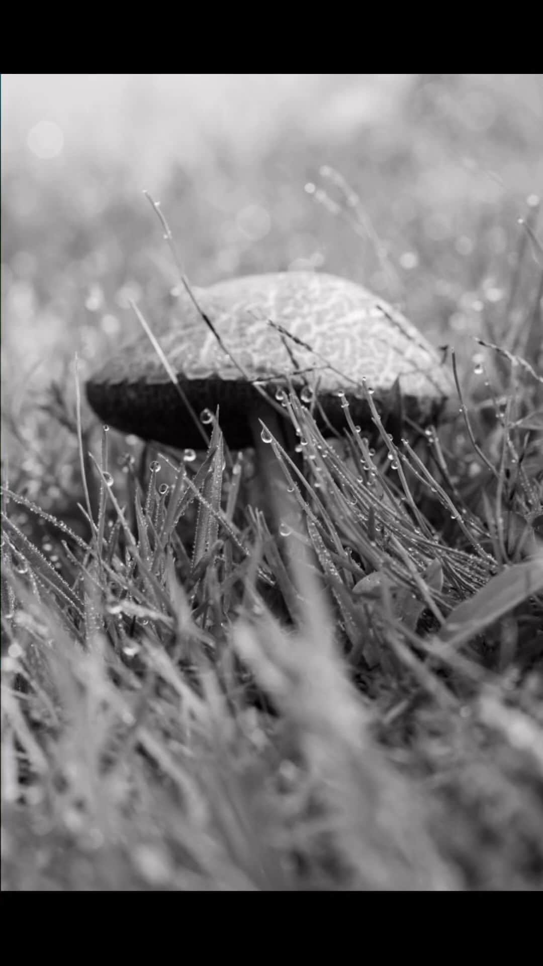 Ricoh Imagingのインスタグラム：「Mushroom Dew Drops  Created by @pentapics 📸: Pentax KF & HD PENTAX-D FA Macro 100mmF2.8ED AW」