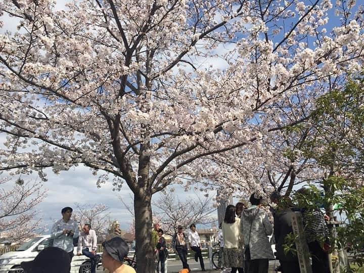 堀内正美さんのインスタグラム写真 - (堀内正美Instagram)「お花見『石屋川』  阪神淡路大震災で、新婚4ヶ月の息子さんご夫婦を亡くされた、足立悦夫・朝子さんご夫婦が、「…息子たちの生きた証を残してやりたいんです…」との呟きを聞き、神戸市に交渉し、亡くなられた石屋川の川沿いの石屋川公園に桜の木を植樹しました。 植樹した時は、か細い幹でしたが、いまではシッカリ大地に根を張り〜見事な桜を咲かせています🌸🌸🌸🌸🌸🌸🌸🌸🌸🌸  毎年開催されていた「桜を囲んで語る会」でしたが、コロナ禍で4年も中断していたので、久しぶりに開催しようということになりました！  #足立悦夫朝子 #認定特定非営利活動法人阪神淡路大震災117希望の灯り  認定特定非営利活動法人 阪神淡路大震災「1.17希望の灯り」  ー記ー 「桜を囲んで語る会」 日時：4月2日（日）12時〜 場所：石屋川公園『生きた証』 石屋川バス停を目的地にしてください https://goo.gl/maps/X4FqdRMrmPMZFwJU8」3月14日 22時59分 - horiuchimasami