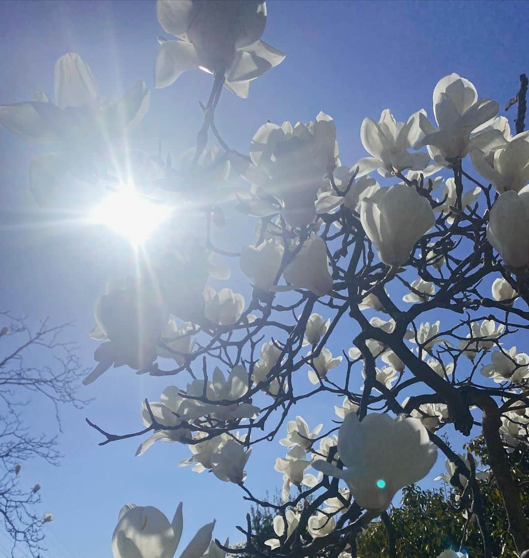 由梨香さんのインスタグラム写真 - (由梨香Instagram)「春だー  #春　#木蓮　#いい天気　 #外　#面白いことが言えない」3月14日 23時32分 - yurikapiano