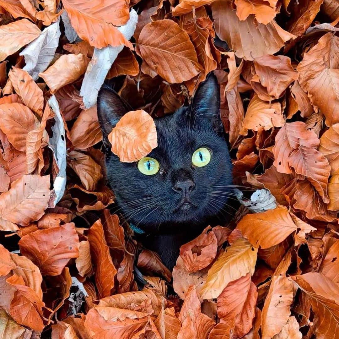 Bolt and Keelのインスタグラム：「Meet Luna!🍂 This elegant kitty knows how to have fun!🐈‍⬛🖤  @adventrapets ➡️ @lunadventurecat  —————————————————— Follow @adventrapets to meet cute, brave and inspiring adventure pets from all over the world! 🌲🐶🐱🌲  • TAG US IN YOUR POSTS to get your little adventurer featured! #adventrapets ——————————————————」