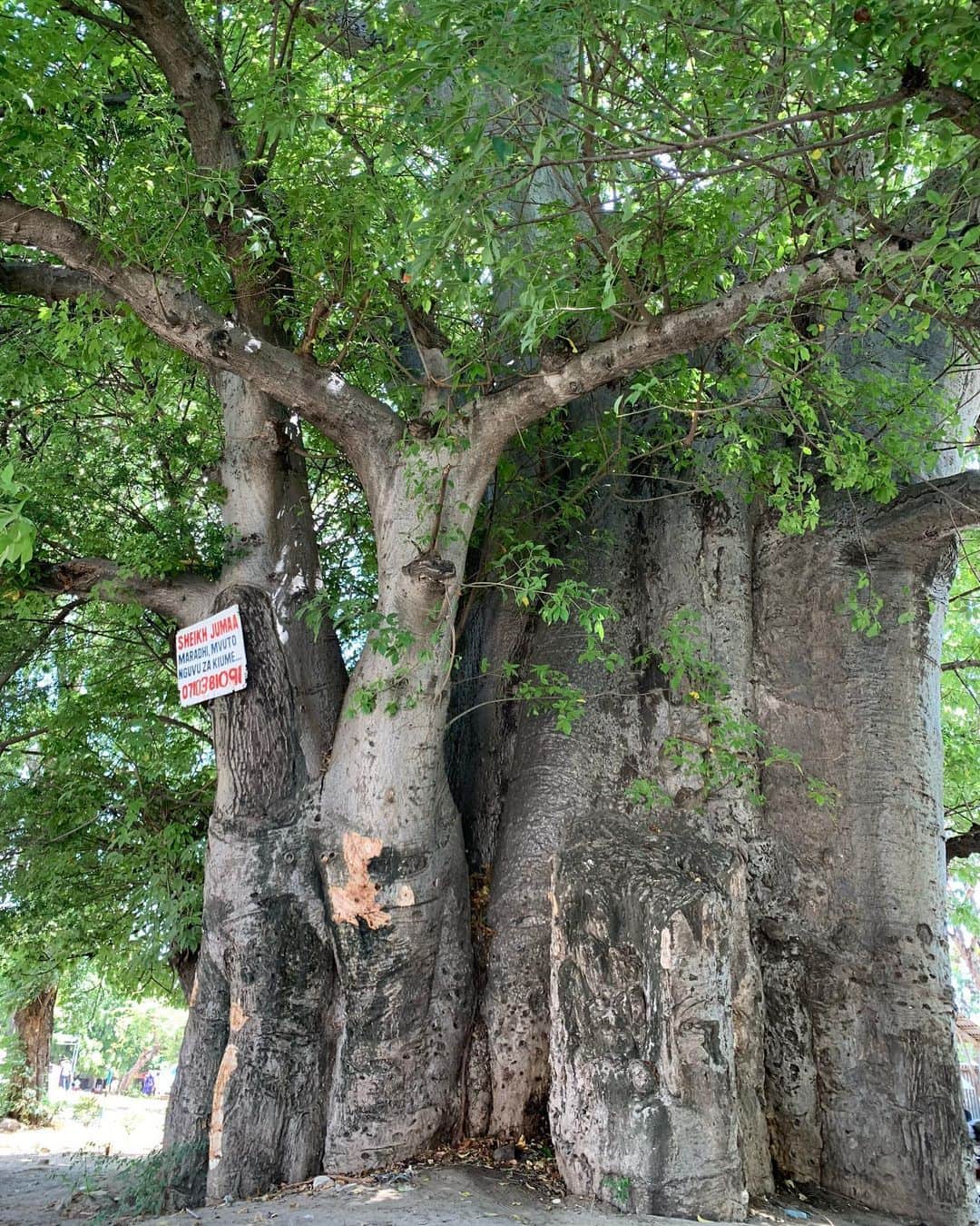 kwa MALOGOさんのインスタグラム写真 - (kwa MALOGOInstagram)「【mbuyuni】 .  Mbuyu:バオバブの木。 大きなバオバブの木(2枚目)があるので、ここのダラダラ(乗り合いバス)のバス停の名前は”mbuyuni”。 .  今回めちゃめちゃここに通ったな〜。 ここから歩いてティンガティンガ工房に行っては、飲んで話して飲んで少し注文して飲んでの繰り返し。 たまに近所の友達の家に顔をだしたり、PCR検査の指定病院もあるから二日間通ったし、WanawakeUp @wanawakeup のスペースも初めて訪ねてみました🐾 ここは当店の取扱ってる手編みバスケット🧺 @womencraft の担当者が、他の女性支援に繋がるハンドクラフト製品のブランドと協力して展開していく為の団体だそう。 素敵な敷地でこれからが楽しみ☝️ .  といっても本当の目的はロシア-ウクライナの戦争のせいで空路が途切れ差し戻された発注商品について。 もう1年以上経ってもーた😑 物流を通して、 世界はひとつで 知らないだけで繋がってる そんな事を見に染みて感じたな… まぁこれについては打開策は無いものの顔を合わせてお話ができて本当に良かった‼️ .  大好きなバオバブにまつわるこの場所を中心に展開される日々は気持ち良かったー🌳✨ みんなAsanteni sana!! .  あっ、バオバブついでに！ 「星の王子さま/スワヒリ語版」入荷しました👍 .  明日、タンザニアを出発します✈️ .  #帰路は合計35時間　 #バオバブ  #ティンガティンガ  #星の王子さま  #イロのある生活  #アフリカ雑貨  #kwamalogo」3月14日 23時43分 - kwamalogo