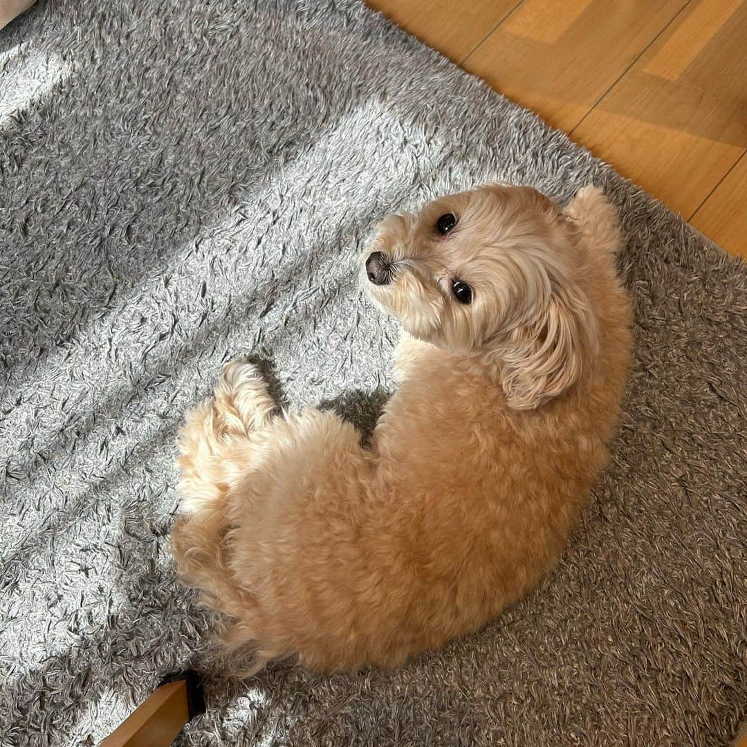 犬塚ヒカリさんのインスタグラム写真 - (犬塚ヒカリInstagram)「ちろ🐶  #マルプー」3月15日 12時49分 - inuzuka48