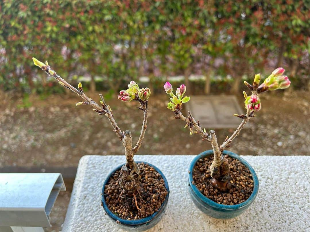 堀内貴司さんのインスタグラム写真 - (堀内貴司Instagram)「今朝の旭山桜 ピンクの花びらの面積が大きくなってきてる！ 毎日毎日変化は感じるのに開花まで焦らされる〜 春を楽しんでます♪ #ミニ盆栽 #旭山桜 #盆栽初心者 #団地盆栽」3月15日 7時11分 - slamhoriuchi