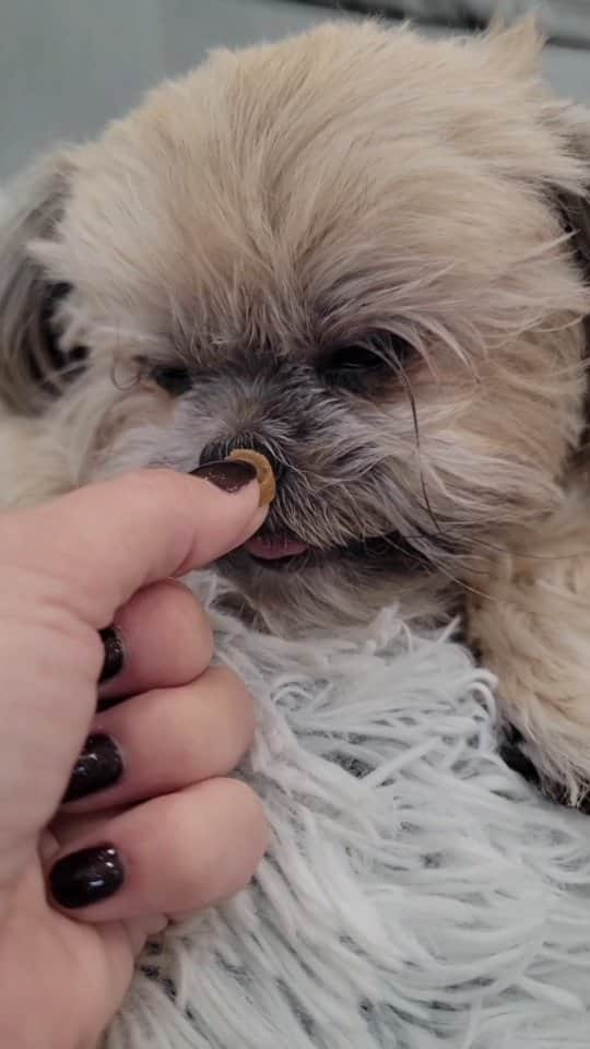 Original Teddy Bear Dogのインスタグラム：「Got my teeth cleaned, still high, everything gooood 🤤🥴🐶」