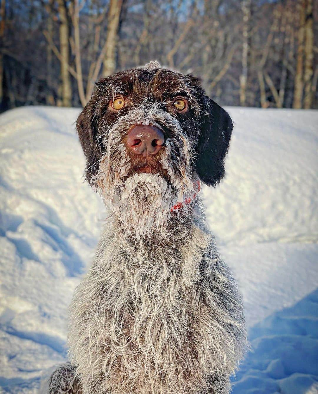 WAMPERSさんのインスタグラム写真 - (WAMPERSInstagram)「☆犬らしい犬とは☆  犬は群れで生きる  犬は群れのルールの中で生きる  犬はルールの中で自由に生きる  犬は犬のやり方でコミュニケーションをとる  などなどあるね✌️  そんな犬が大好き！  飼い主である自分がもっともっと犬と一緒に時間を過ごして学んでいこう！  これが足りんはコメント宜しく✌️  #犬#犬のいる暮らし #いぬすたぐらむ #EZJANG」3月15日 8時20分 - wamperspack