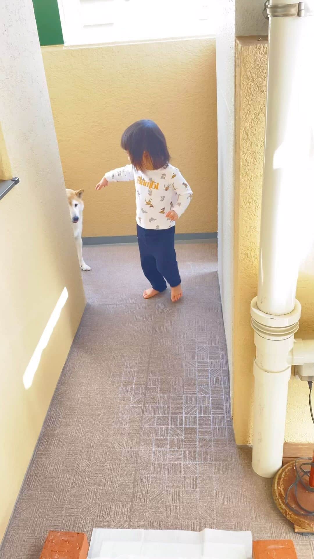 柴犬Mamesuke・Korosuke??大阪のインスタグラム：「． 頑固な豆ちゃん😂 🐾-—*-—*-—*-—*🐾 #MameKoro #豆コロ #柴犬と子供 #犬と子供 #チャリちゃん見守り隊 #子守犬 #豆柴 #柴犬 #赤柴 #豆介 #コロ介 #shibagram #shibastagram #shibainu #shiba #🐕📷」