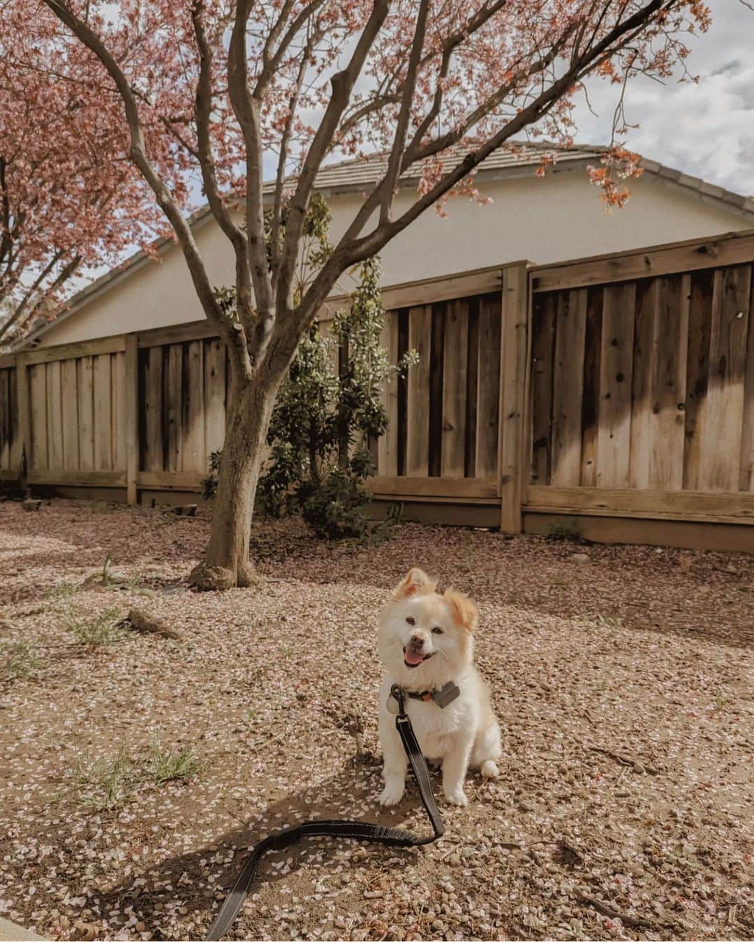W E Y L I Eのインスタグラム：「Bay Area, you are stunning this time of year 🌸🌳」