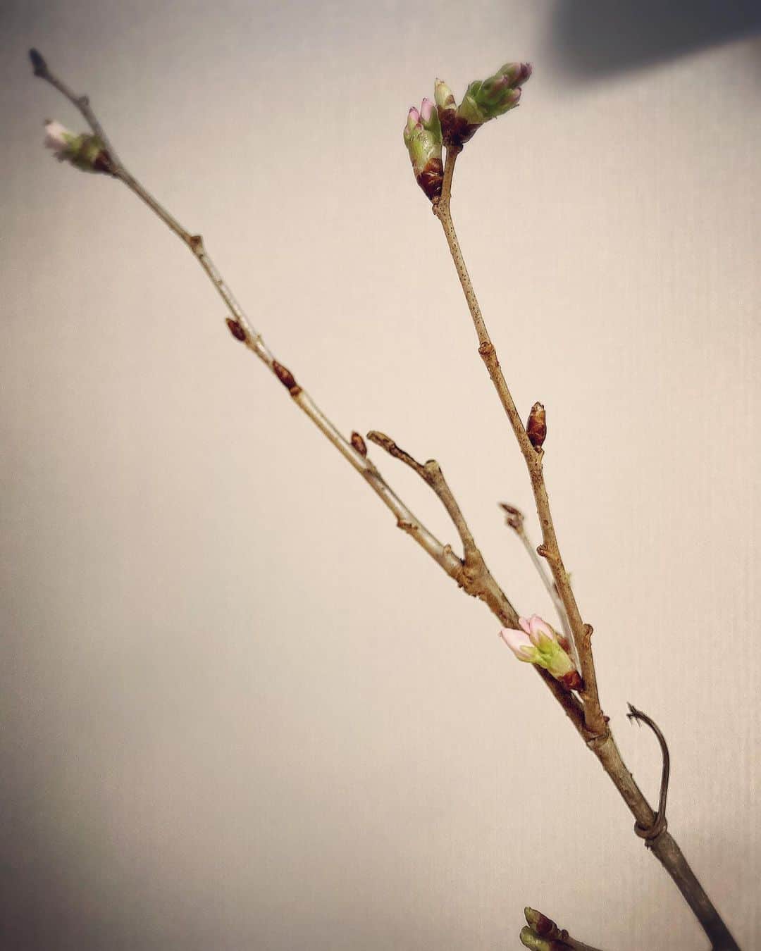 原田佳奈さんのインスタグラム写真 - (原田佳奈Instagram)「・ ・  旦那さんがホワイトデーのお返しにと、桜と薔薇を買ってきてくれた。  子供が産まれて家に花を飾らなくなったけど(危ないので。。)やはり花があると気分が良いね〜☺️  昨日は蕾だったけど、今朝もう咲き始めてる🌸  #花がある暮らし」3月15日 10時09分 - kanaharada1211