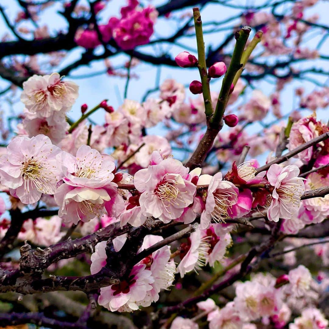 龍真咲さんのインスタグラム写真 - (龍真咲Instagram)「梅見に😊  おっと もう桜も開花宣言しましたね🌸 普通だと暖かい九州から咲くのでは？と思いがちですが…🤔 温暖な地域では地球温暖化が進行すると開花時期が遅くなる、将来的に桜が咲かない春が来るという事もあり得るかもしれないのです⚠️😭 桜の成長には休眠打破が必要！ですが、地球温暖化が進行してしまうと休眠打破が行われず成長が遅れてしまう。と考えられているからです…。  わたし達に出来る事沢山ありますよー💡 ⚪︎節水節電 ⚪︎地産地消を心がける ⚪︎ﾏｲﾊﾞｯｸﾞやﾏｲﾎﾞﾄﾙを持つ ⚪︎ｺﾞﾐの分別 ⚪︎公共交通機関の使用 ⚪︎良い物を長く愛用する などなど 何か始めてみませんか😊  日本の素晴らしい四季を守る為に出来る事を１つずつ⤴︎⤴︎⤴︎  #SDGs #地球温暖化  #地球温暖化対策  #わたしにもできるSDGs」3月15日 10時17分 - masaki_ryu