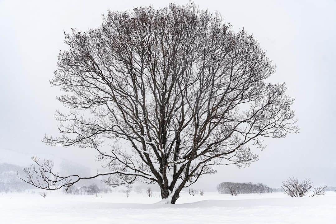 Michael Yamashitaさんのインスタグラム写真 - (Michael YamashitaInstagram)「Though some trees in Hokkaido are bona fide superstars, complete with names and listings on tourist maps, others like these stately specimens have yet to be discovered. They stand etched across the white landscape awaiting their moment in the sun, somewhere along the road from Biei to Haboro. #hokkaido #hokkaidowinter #trees #treescape」3月15日 10時24分 - yamashitaphoto