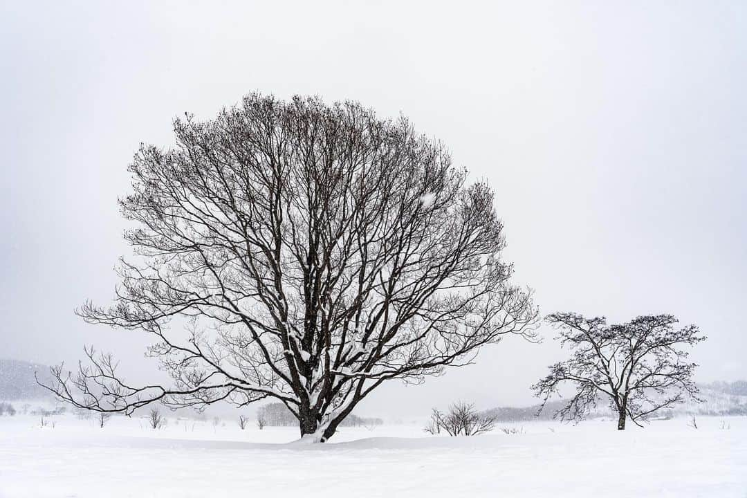 Michael Yamashitaさんのインスタグラム写真 - (Michael YamashitaInstagram)「Though some trees in Hokkaido are bona fide superstars, complete with names and listings on tourist maps, others like these stately specimens have yet to be discovered. They stand etched across the white landscape awaiting their moment in the sun, somewhere along the road from Biei to Haboro. #hokkaido #hokkaidowinter #trees #treescape」3月15日 10時24分 - yamashitaphoto