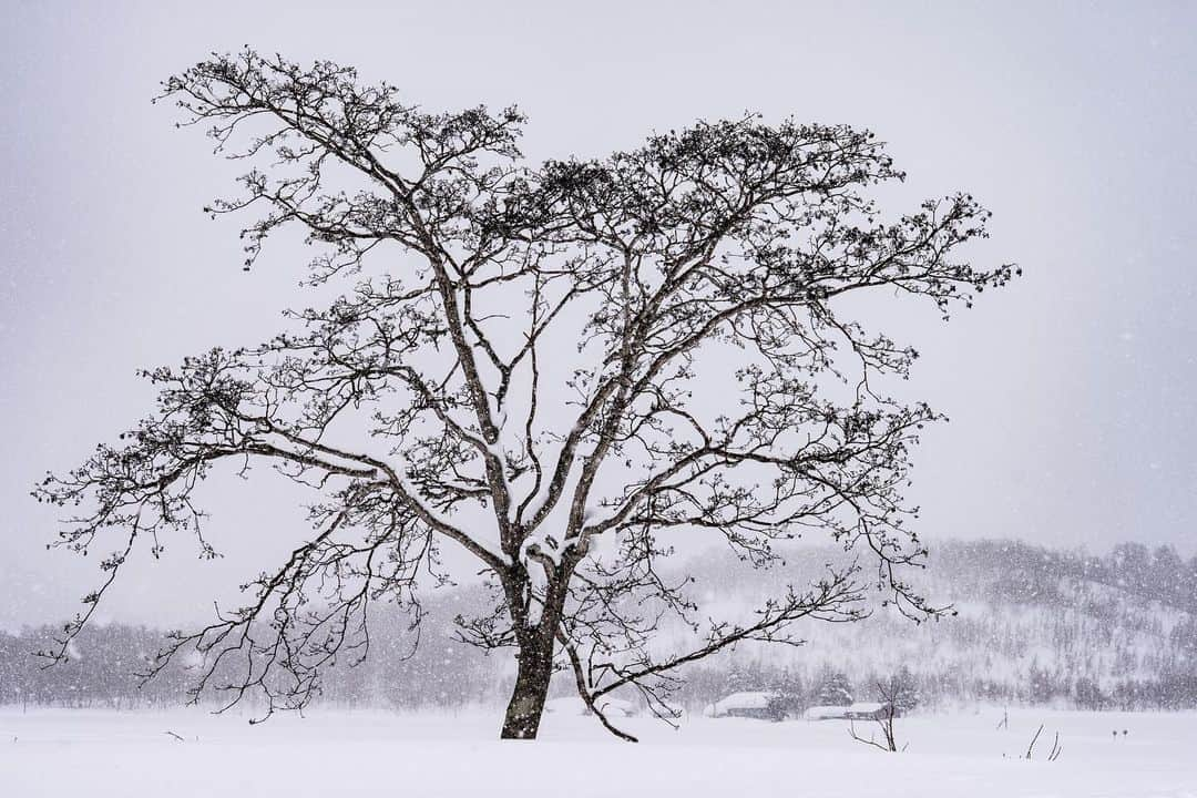 Michael Yamashitaさんのインスタグラム写真 - (Michael YamashitaInstagram)「Though some trees in Hokkaido are bona fide superstars, complete with names and listings on tourist maps, others like these stately specimens have yet to be discovered. They stand etched across the white landscape awaiting their moment in the sun, somewhere along the road from Biei to Haboro. #hokkaido #hokkaidowinter #trees #treescape」3月15日 10時24分 - yamashitaphoto