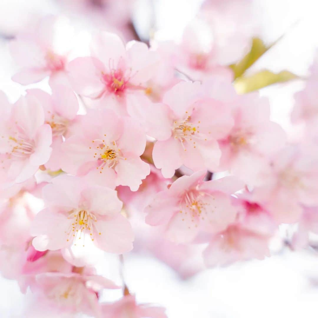 石井寛子のインスタグラム：「サクラサク🌸 長年の同志である @michiimichimom  みっちいと📷写活☺️  花粉が飛び終わったら、マスク取るんだもん🙌🙌🙌  #河津桜 #cherryblossom  #桜　#お花見#葛西臨海公園 #こどもと暮らす　#二歳差育児　 #ママフォトグラファー　#ママカメラマン #ファインダー越しの私の世界 #写真すきな人と繋がりたい 　#sonya7iii #マイタムロンレンズ」