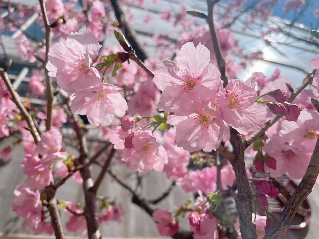 鈴木優梨のインスタグラム：「🌸 博多のさくら𓂃🌸𓈒𓏸」