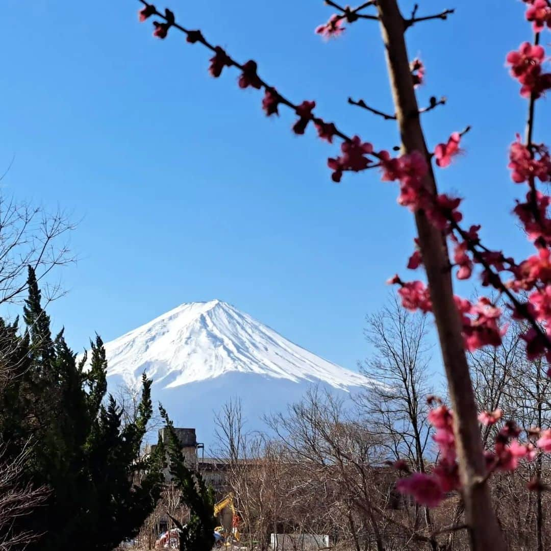 綾小路きみまろさんのインスタグラム写真 - (綾小路きみまろInstagram)「綾小路きみまろです。  河口湖は🌸はまだまだですが、 梅の花が満開ですよ♥️  さくら🌸と 春の富士山が待ち遠しい❗❗  #綾小路きみまろ #河口湖 #富士山 #梅の花」3月15日 21時32分 - ayanokojikimimaro_official