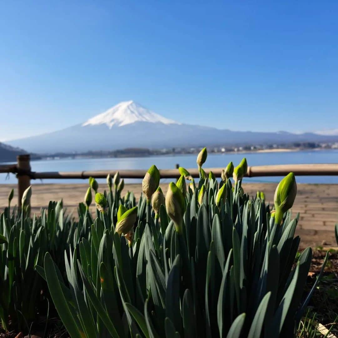 綾小路きみまろさんのインスタグラム写真 - (綾小路きみまろInstagram)「綾小路きみまろです。  河口湖は🌸はまだまだですが、 梅の花が満開ですよ♥️  さくら🌸と 春の富士山が待ち遠しい❗❗  #綾小路きみまろ #河口湖 #富士山 #梅の花」3月15日 21時32分 - ayanokojikimimaro_official