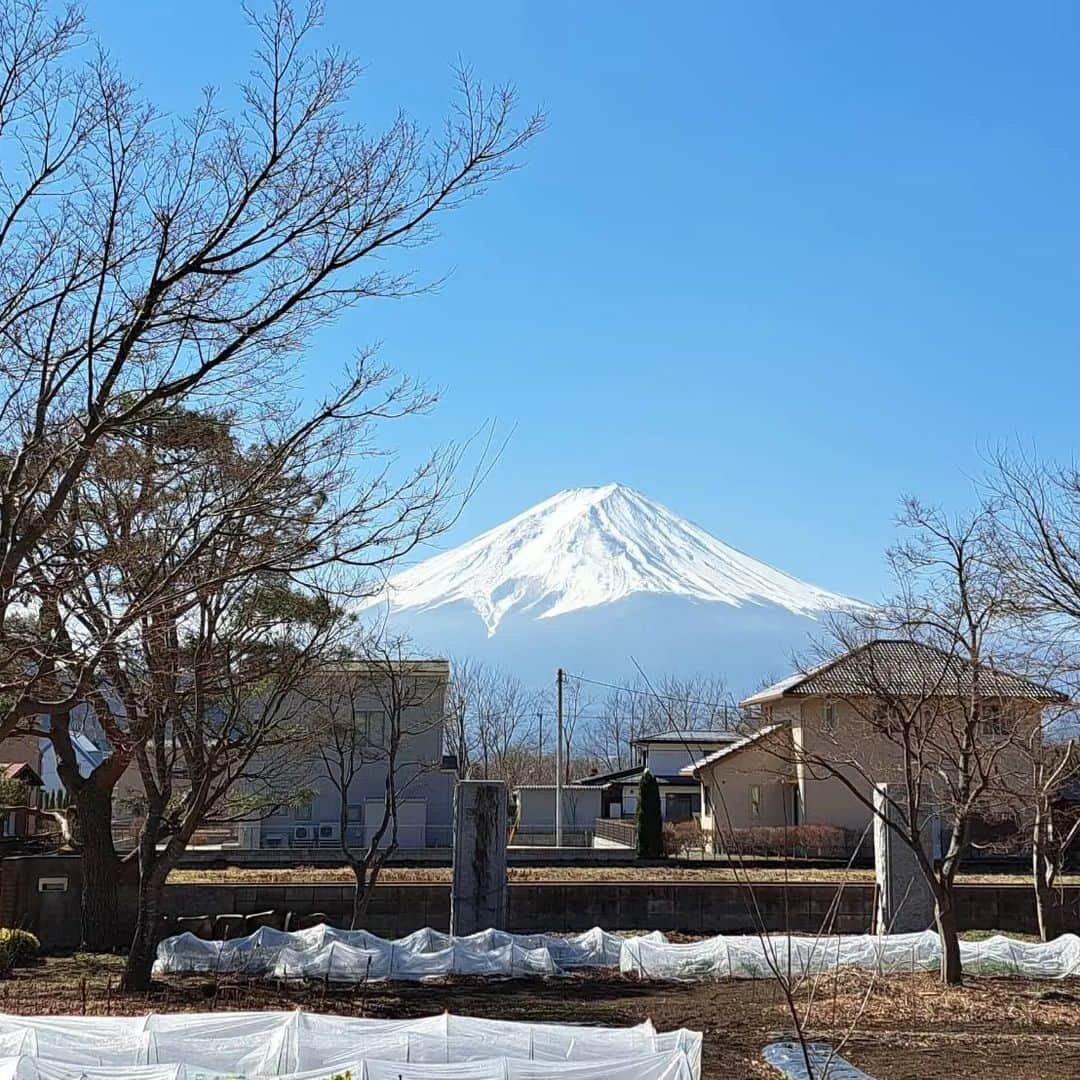 綾小路きみまろさんのインスタグラム写真 - (綾小路きみまろInstagram)「綾小路きみまろです。  河口湖は🌸はまだまだですが、 梅の花が満開ですよ♥️  さくら🌸と 春の富士山が待ち遠しい❗❗  #綾小路きみまろ #河口湖 #富士山 #梅の花」3月15日 21時32分 - ayanokojikimimaro_official