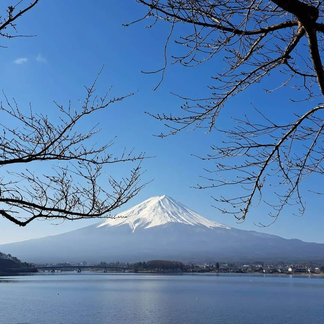 綾小路きみまろさんのインスタグラム写真 - (綾小路きみまろInstagram)「綾小路きみまろです。  河口湖は🌸はまだまだですが、 梅の花が満開ですよ♥️  さくら🌸と 春の富士山が待ち遠しい❗❗  #綾小路きみまろ #河口湖 #富士山 #梅の花」3月15日 21時32分 - ayanokojikimimaro_official